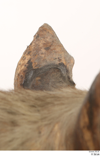 Striped Hyena Hyaena hyaena ear 0017.jpg